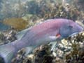 007 IMG_1732c2