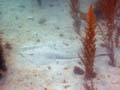009 IMG_0022s 3-09