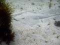 010 IMG_1096m 3-09