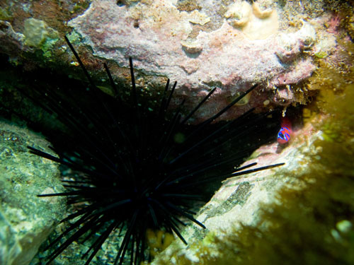 036 P7160467-2