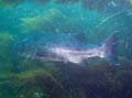 009 IMG_1021-1a