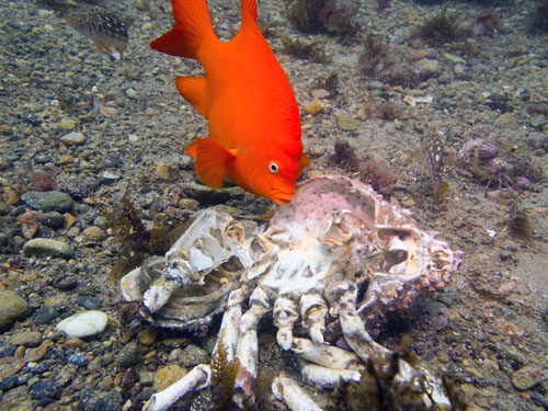 038 P7300539-2