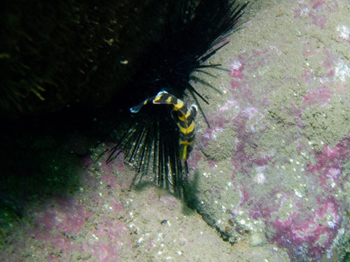 052 P7300555-2