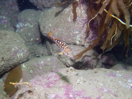053 IMG_1121-1