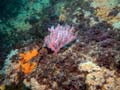 019  IMG_1078-1