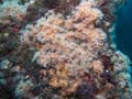 020 IMG_1079-1