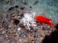039 IMG_1109-1a