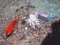 040 IMG_1110-1a