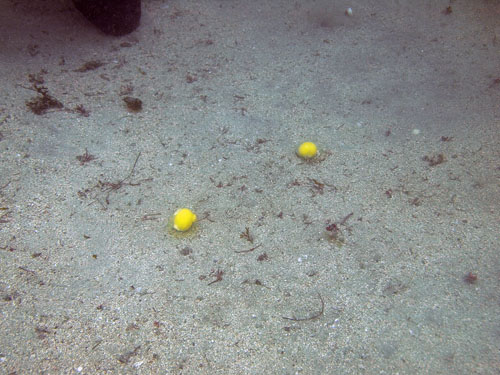 006 Eggs