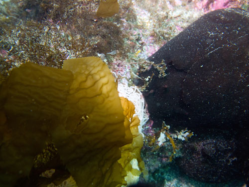 028 Mating Sea Hares with eggs