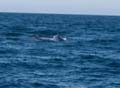 001 Blue whale