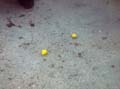 006 Eggs
