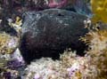 027 Mating Sea Hares