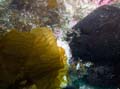 028 Mating Sea Hares with eggs