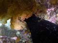 029 Mama - Papa Sea Hare