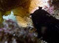 030 Mama-Papa Sea Hare  & eggs