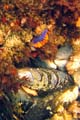 065 IMG_1180c