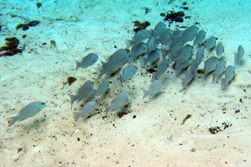 013 P3040027c