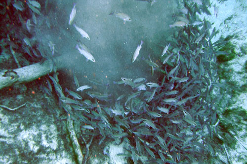 016 P3040036c