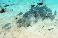 013 P3040027c