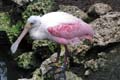 031 IMG_0925c