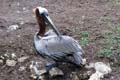 033 IMG_0928c