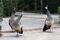 044 IMG_0960c