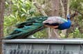 045 IMG_0968c