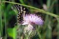 059 IMG_1014c
