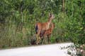 065 IMG_1037c