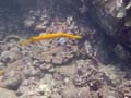 128 Trumpetfish and Bluestripe Snapper