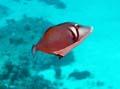 020 Whiteline Triggerfish