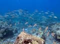 039 IMG_0855-1