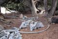 070 IMG_0593c