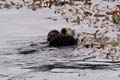 080 IMG_0610c