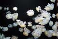 110 IMG_0651c