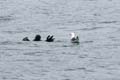 125 IMG_0672c