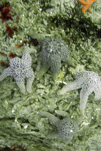 026 i00156c