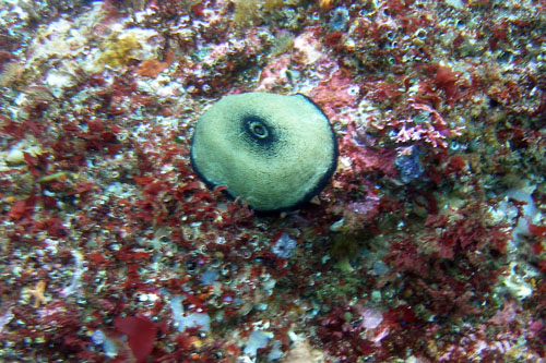 097 i00245c