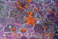 048 IMG_1367c