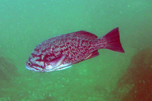 080 P7120158c2