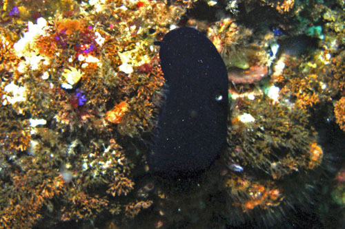 105 P7120192c2