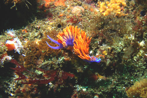 115 P7120208c