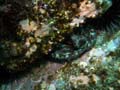 077 P7110149c